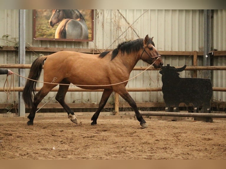 Cruzado Ogier 3 lat 157 cm  in Postfeld