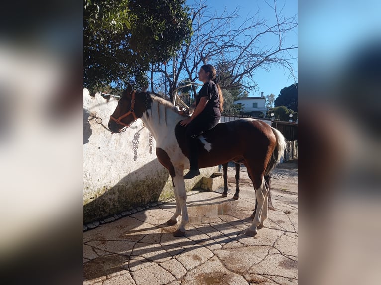 Cruzado Ogier 3 lat 165 cm Srokata in El Cigarral
