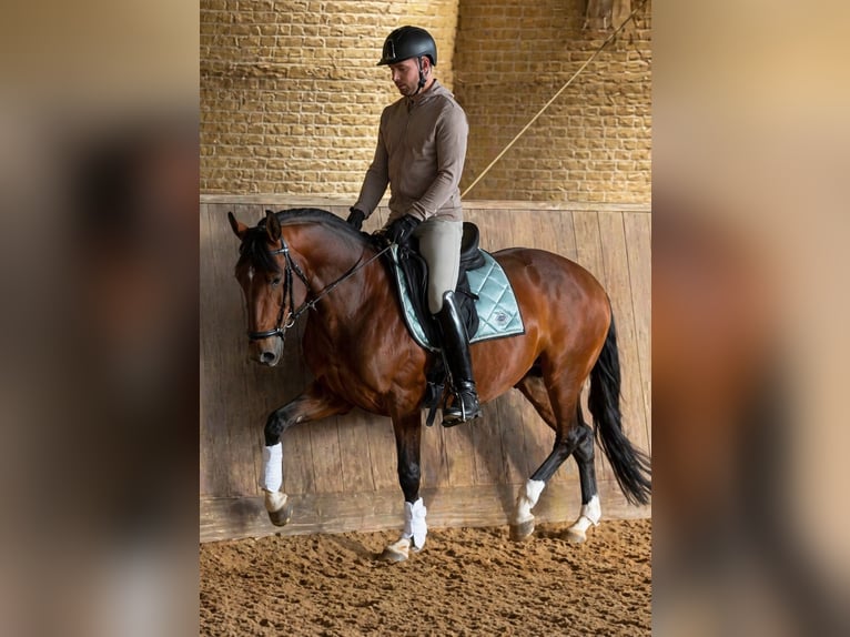 Cruzado Mix Ogier 8 lat 152 cm Skarogniada in Bexbach