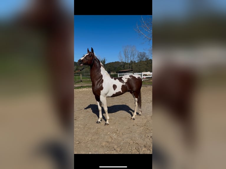 Cruzado Ogier 9 lat 145 cm Srokata in Benavente