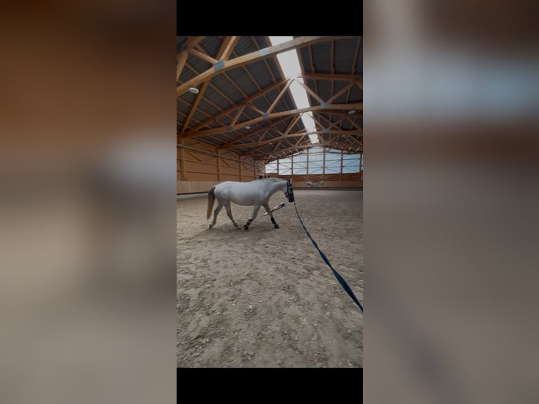 Cruzado Ogier 9 lat 158 cm Siwa in F&#xFC;rth