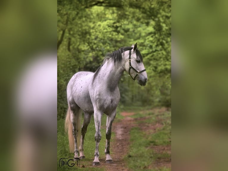 Cruzado Ruin 10 Jaar 153 cm Zwartschimmel in Ysselsteyn