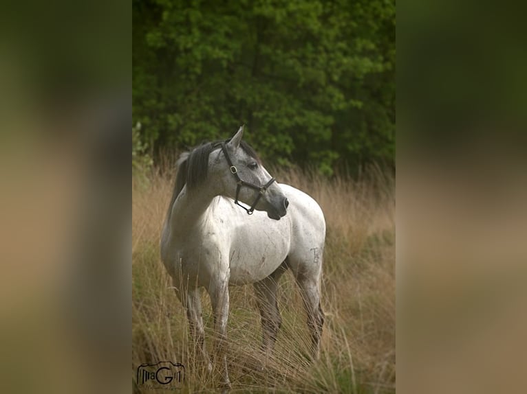 Cruzado Ruin 10 Jaar 153 cm Zwartschimmel in Ysselsteyn