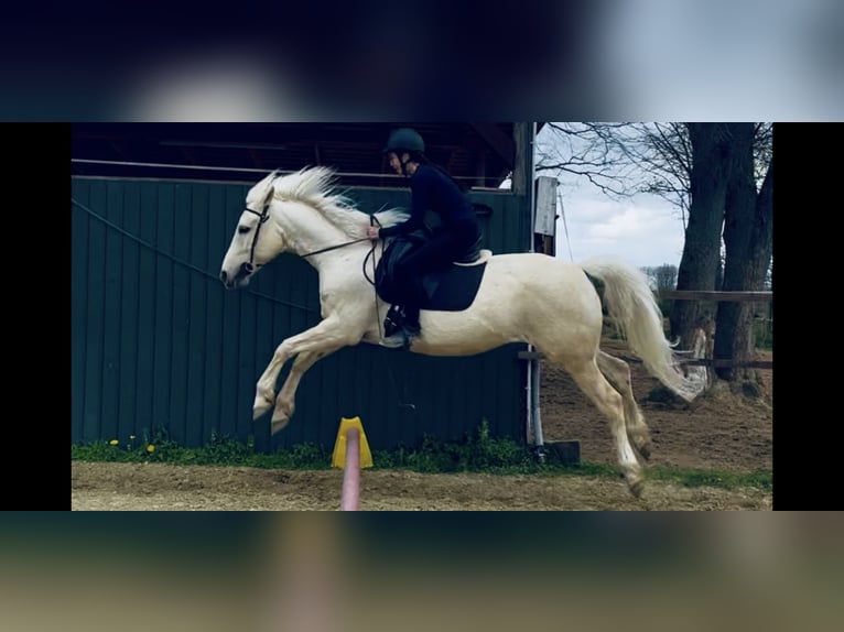 Cruzado Mix Ruin 10 Jaar 157 cm Palomino in Köln
