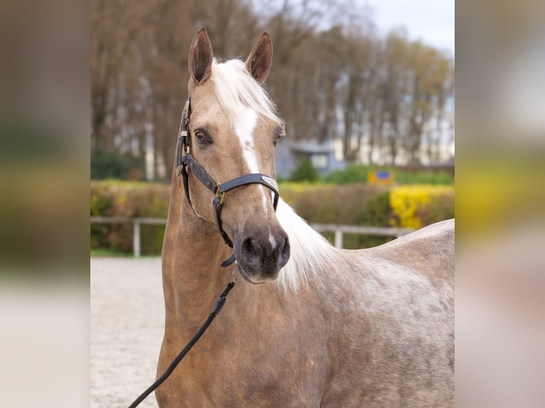 Cruzado Ruin 10 Jaar 157 cm Palomino in Neustadt (Wied)