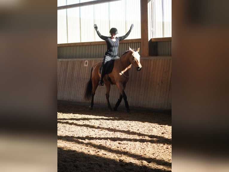 Cruzado Ruin 10 Jaar 162 cm  in Nettersheim