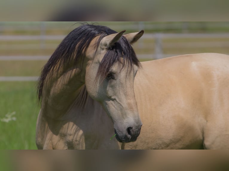 Cruzado Ruin 11 Jaar 157 cm Falbe in Hannover