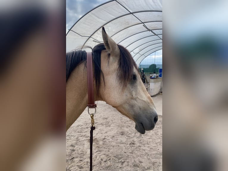 Cruzado Ruin 11 Jaar 157 cm Falbe in Hannover