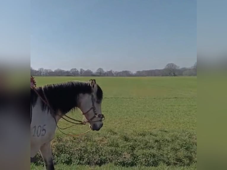 Cruzado Ruin 11 Jaar 157 cm Falbe in Hannover