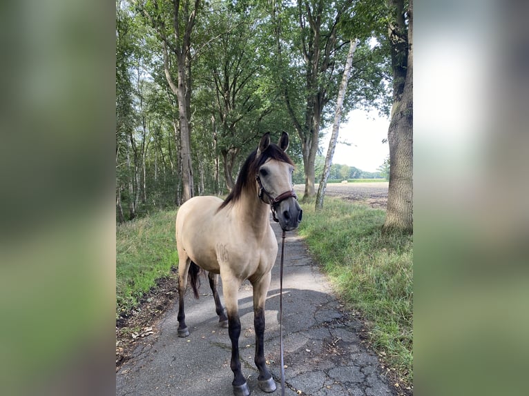 Cruzado Ruin 11 Jaar 157 cm Falbe in Hannover