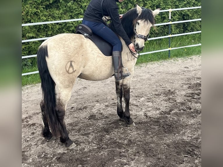 Cruzado Ruin 11 Jaar 157 cm Falbe in Hannover