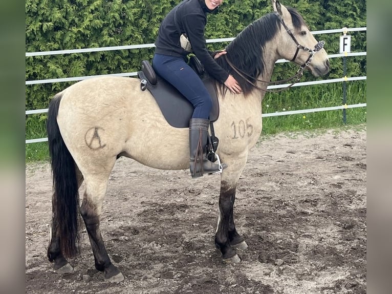 Cruzado Ruin 11 Jaar 157 cm Falbe in Hannover