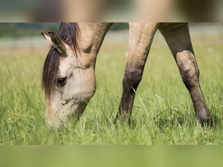 Cruzado Ruin 11 Jaar 157 cm Falbe in Hannover