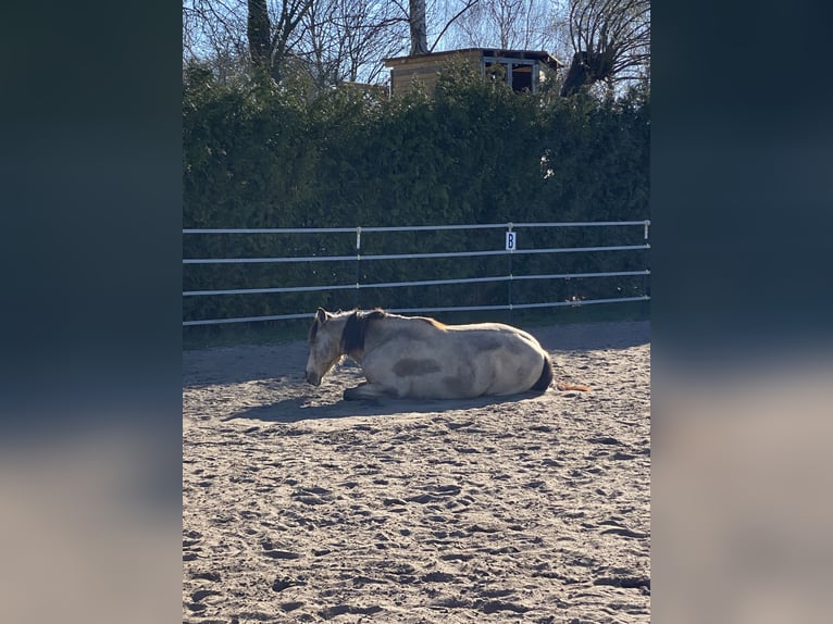 Cruzado Ruin 11 Jaar 157 cm Falbe in Hannover