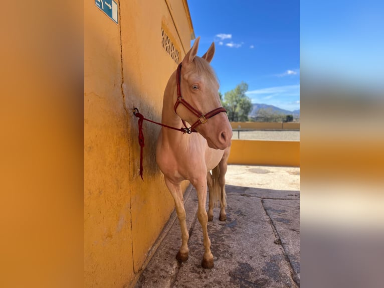 Cruzado Ruin 11 Jaar 162 cm Palomino in Málaga