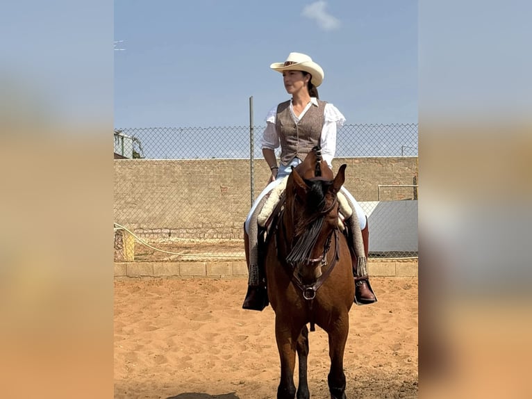 Cruzado Ruin 11 Jaar 163 cm Bruin in Chipiona