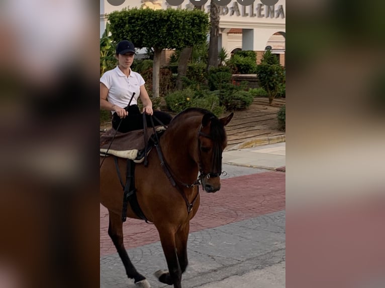 Cruzado Ruin 11 Jaar 163 cm Bruin in Chipiona