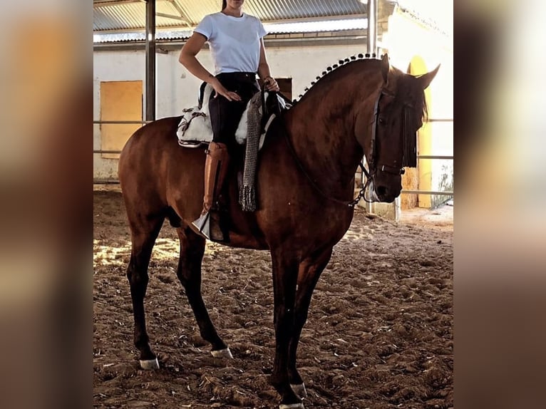 Cruzado Ruin 11 Jaar 163 cm Bruin in Chipiona