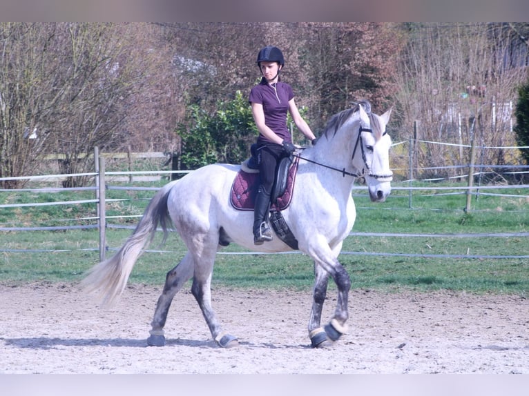 Cruzado Ruin 11 Jaar 166 cm Vliegenschimmel in Fry