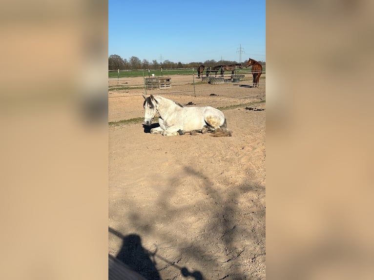 Cruzado Ruin 12 Jaar 147 cm Schimmel in Pollhagen