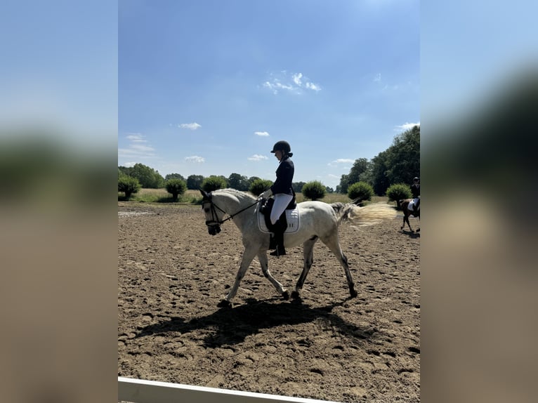 Cruzado Ruin 12 Jaar 147 cm Schimmel in Pollhagen