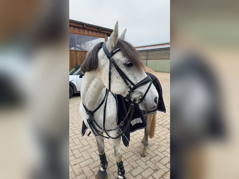 Cruzado Ruin 12 Jaar 147 cm Schimmel in Pollhagen