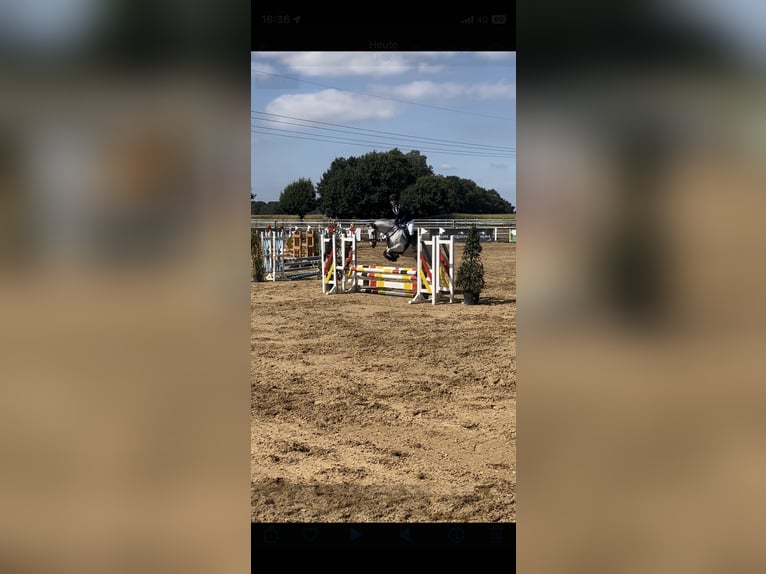 Cruzado Ruin 12 Jaar 147 cm Schimmel in Pollhagen