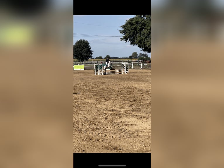 Cruzado Ruin 12 Jaar 147 cm Schimmel in Pollhagen