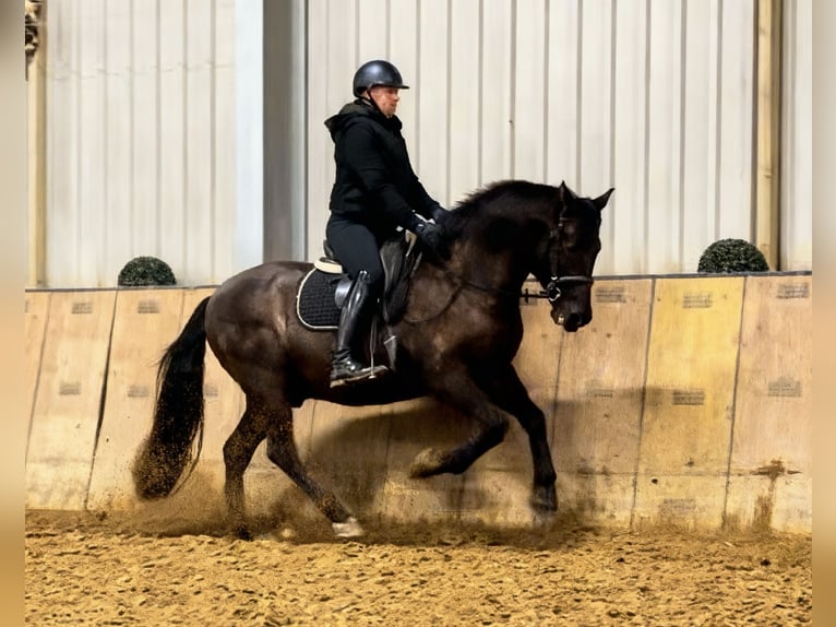 Cruzado Ruin 12 Jaar 158 cm Donkerbruin in Neustadt (Wied)