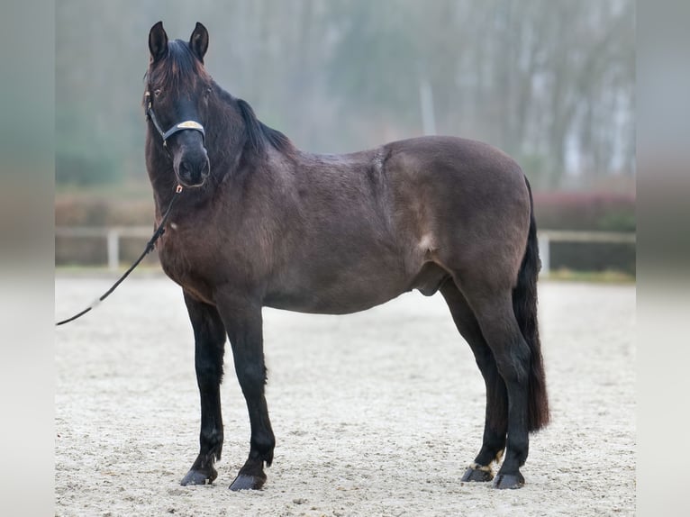 Cruzado Ruin 12 Jaar 158 cm Donkerbruin in Neustadt (Wied)