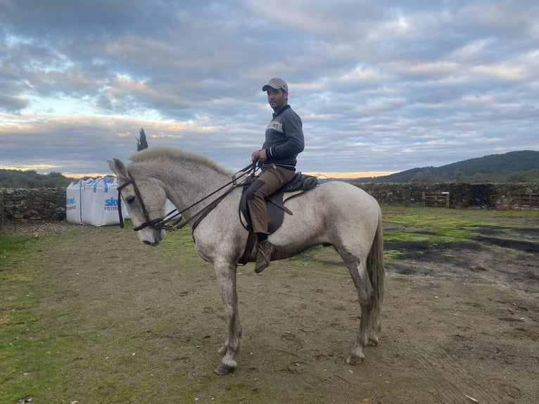 Cruzado Ruin 12 Jaar 159 cm Vliegenschimmel in Cabeza La Vaca