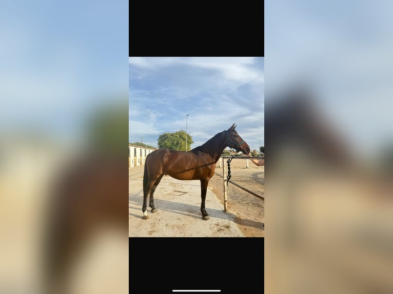 Cruzado Ruin 12 Jaar 160 cm Bruin in Vilaplana