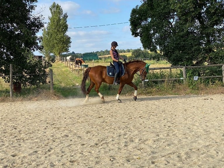 Cruzado Mix Ruin 12 Jaar 160 cm Vos in L'Isle Jourdain