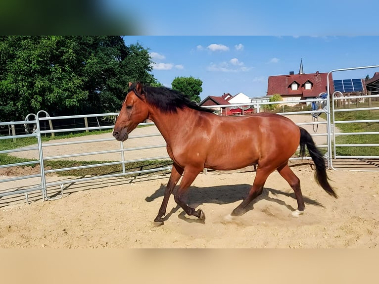 Cruzado Ruin 12 Jaar 162 cm Bruin in Nandlstadt