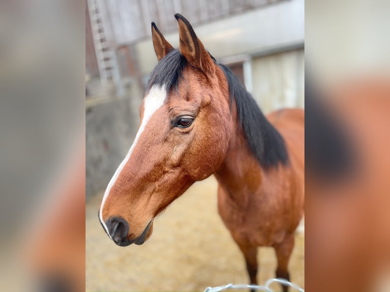Cruzado Ruin 12 Jaar 165 cm Bruin in Meilen