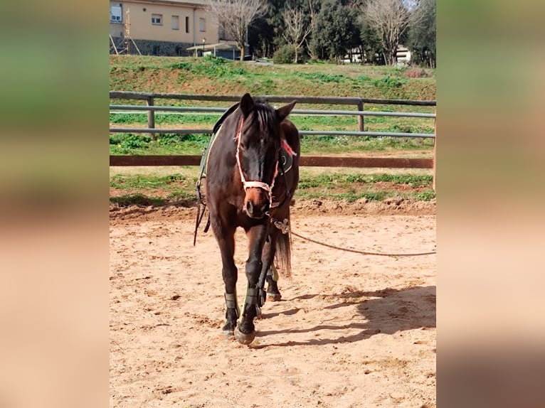 Cruzado Ruin 13 Jaar 157 cm Donkerbruin in Canet D&#39;Adri