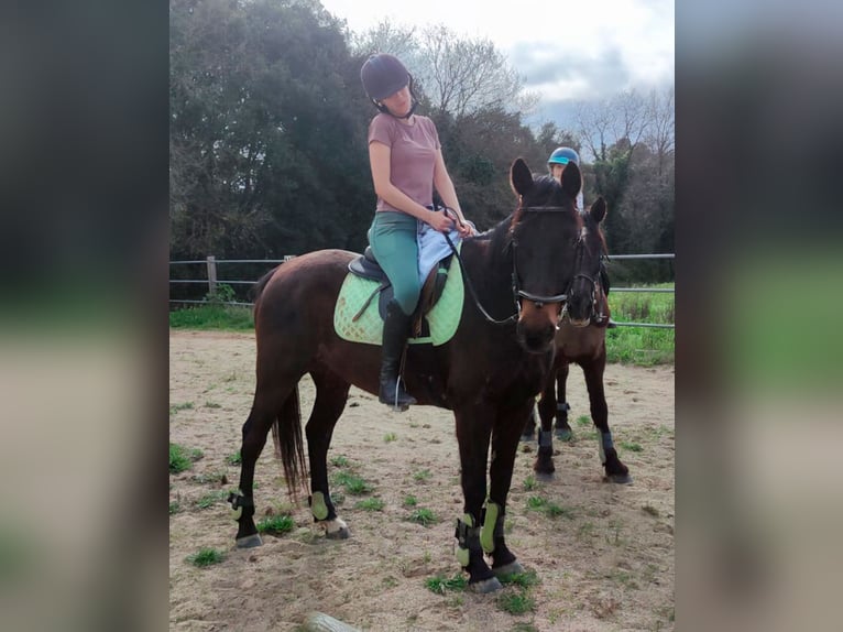 Cruzado Ruin 13 Jaar 157 cm Donkerbruin in Canet D&#39;Adri