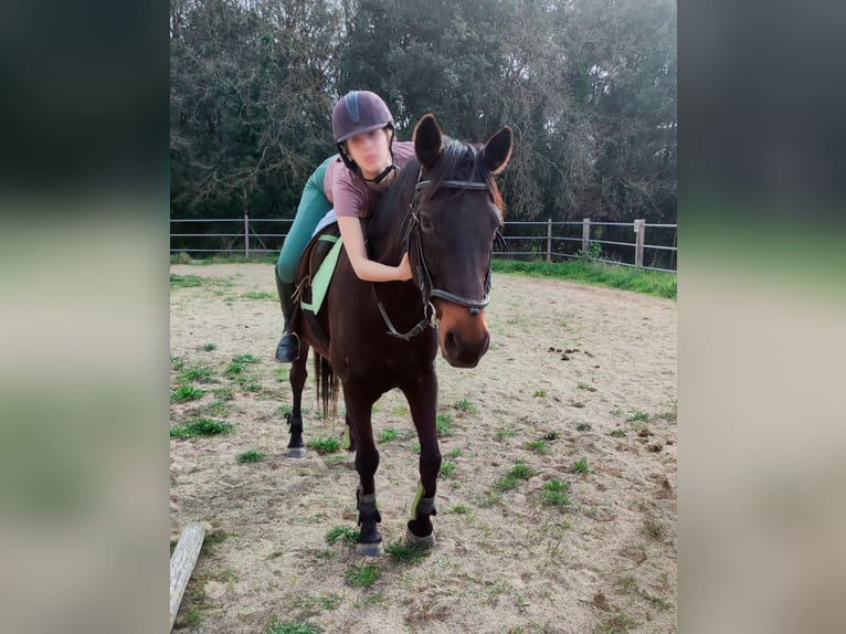 Cruzado Ruin 13 Jaar 157 cm Donkerbruin in Canet D&#39;Adri
