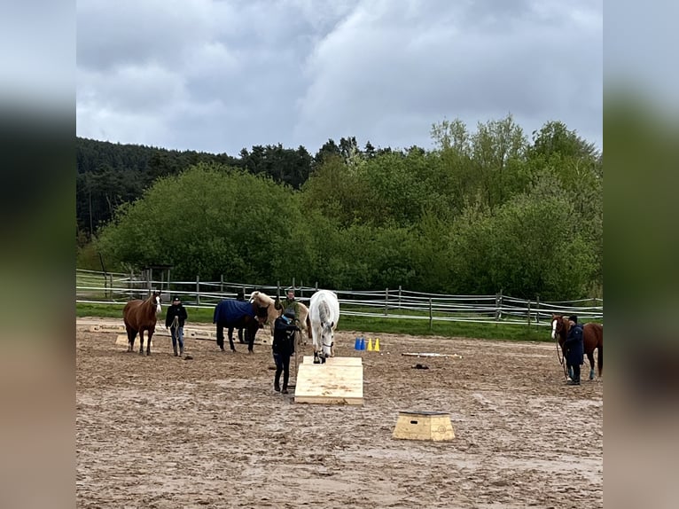Cruzado Ruin 14 Jaar 163 cm Schimmel in Abenberg