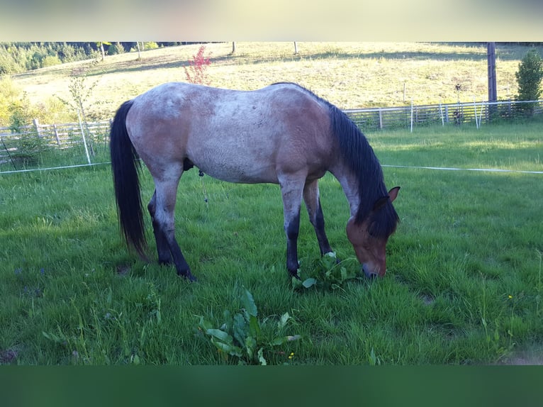 Cruzado Ruin 15 Jaar 153 cm Roan-Bay in Haiterbach