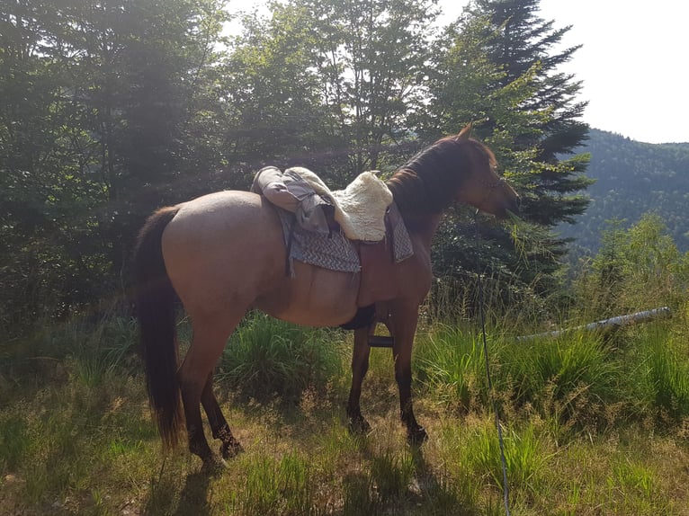 Cruzado Ruin 15 Jaar 153 cm Roan-Bay in Haiterbach