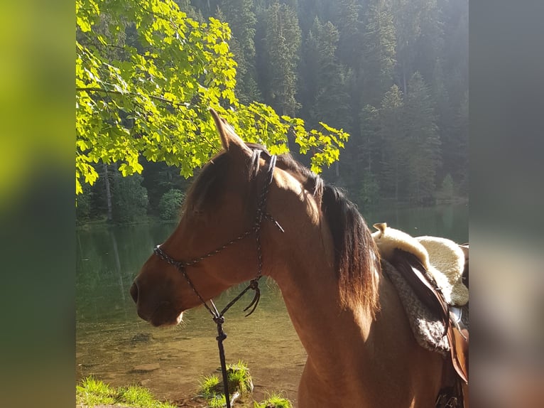 Cruzado Ruin 15 Jaar 153 cm Roan-Bay in Haiterbach