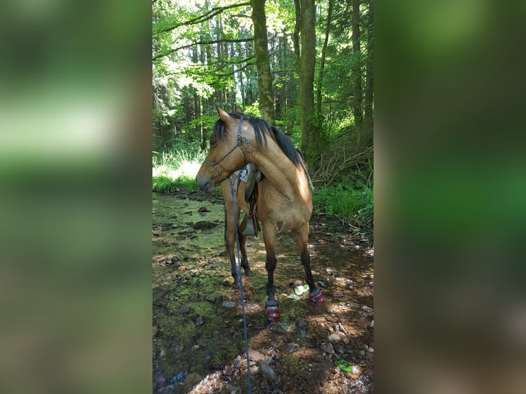 Cruzado Ruin 15 Jaar 153 cm Roan-Bay in Haiterbach