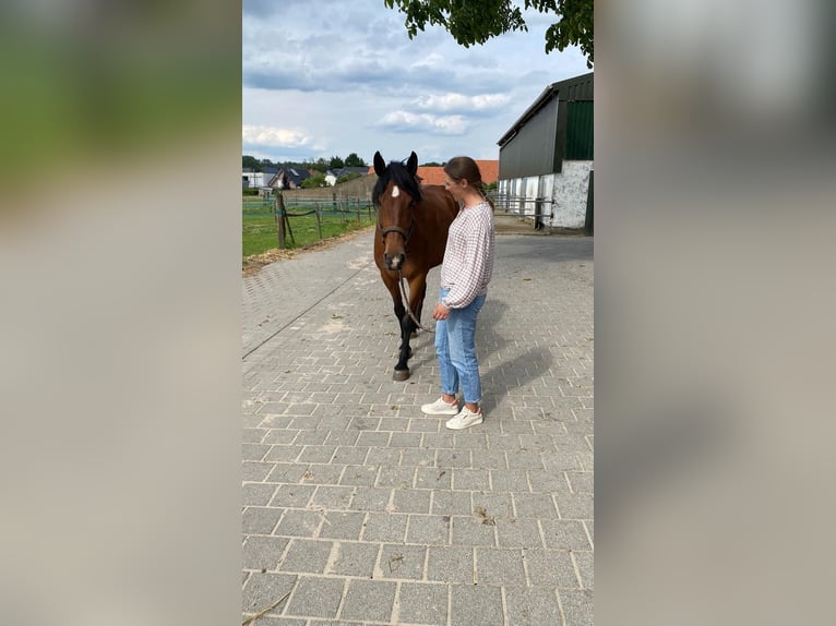 Cruzado Mix Ruin 15 Jaar 161 cm Bruin in Heinsberg