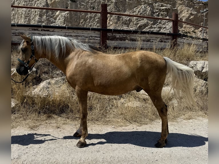 Cruzado Ruin 15 Jaar Palomino in Fuendetodos