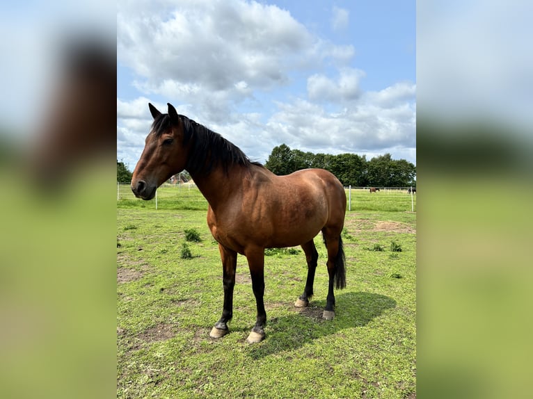 Cruzado Ruin 17 Jaar 160 cm Bruin in Langen