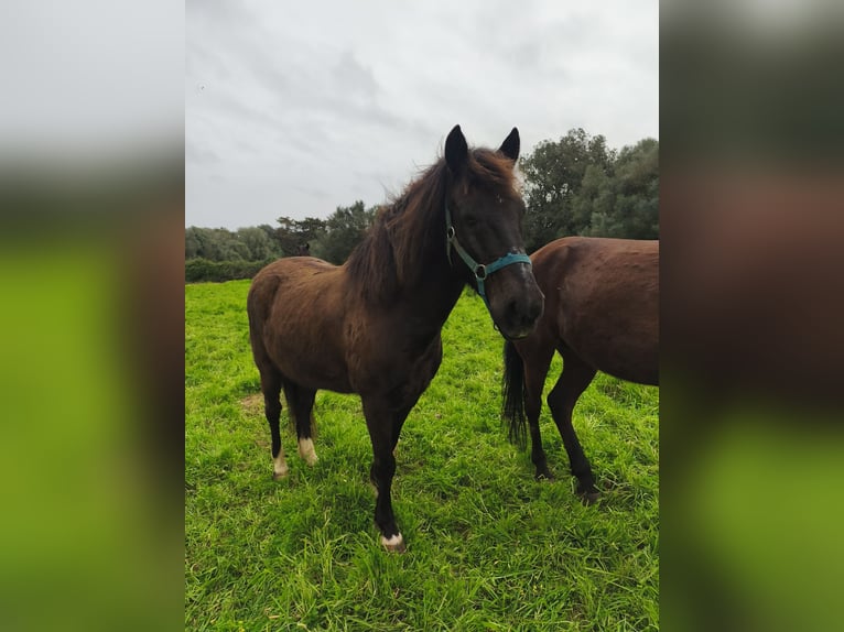 Cruzado Ruin 18 Jaar 138 cm Donkerbruin in Alaior