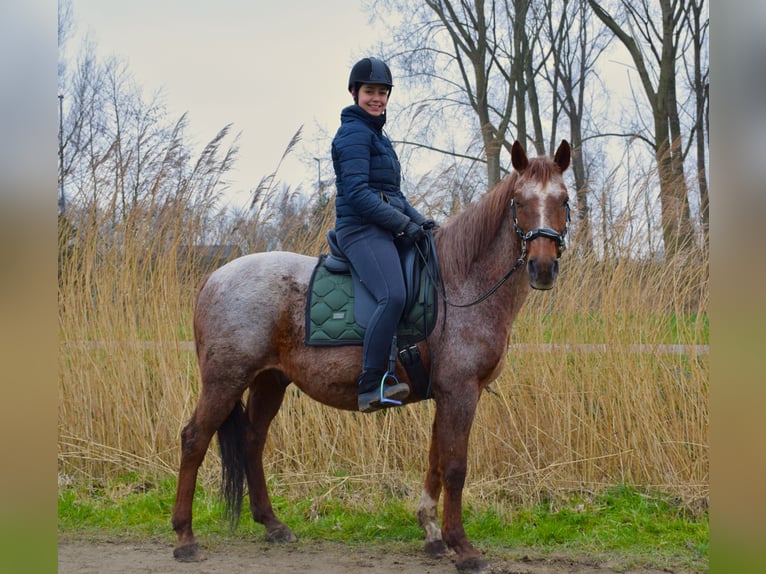 Cruzado Ruin 18 Jaar 156 cm Roan-Red in Schipluiden