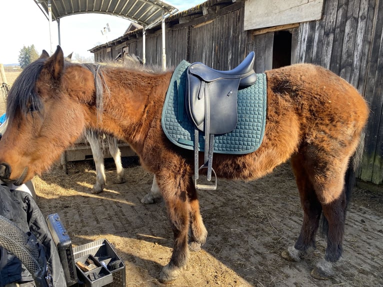 Cruzado Ruin 3 Jaar 148 cm Bruin in Pocking