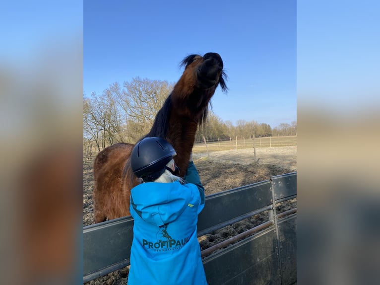 Cruzado Ruin 3 Jaar 148 cm Bruin in Pocking